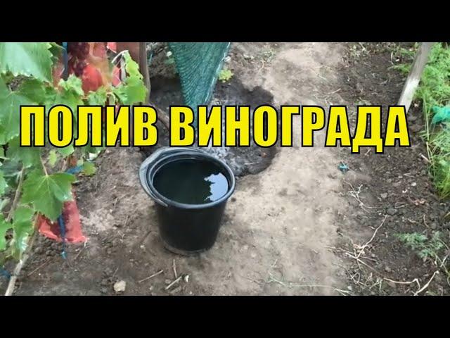 Полив винограда. Меняю тактику.