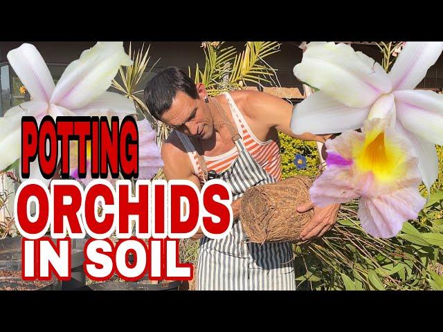 What's the BEST Soil Mix for Sobralia Orchid Success