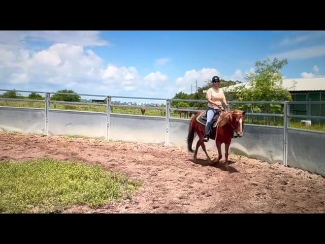 Online Lesson - Rocky Mountain Horse - Gaited Horse Training