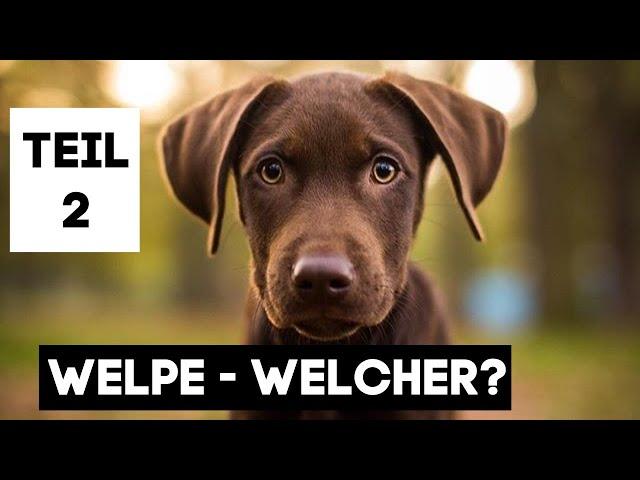 WELCHER WELPE / HUND PASST ZU MIR?