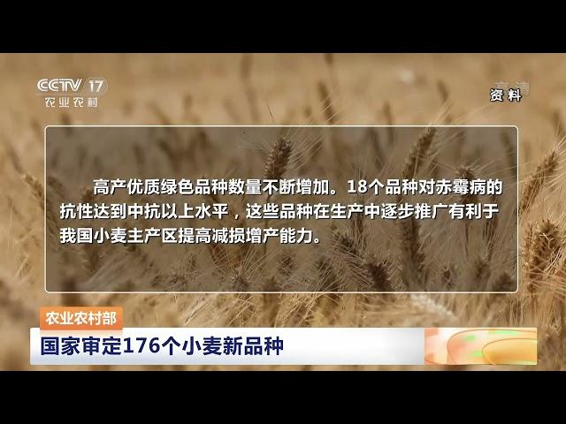 [中国三农报道]农业农村部 国家审定176个小麦新品种|农业致富经 Agriculture And Farming