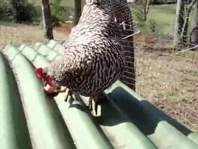 Pet Chicken's Amazing Trick