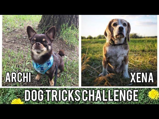 Dog tricks challenge by Xena and Archi