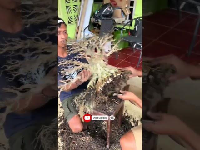 REPOTING ANTING PUTRI BERSAMA OWNER AGUS BAPET #shorts #bonsai