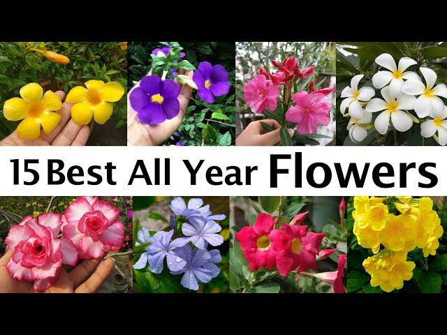 All Year Flowering Plants || All season flowers || Best Flower Plants for Summer, সারা বছর ফুল ।