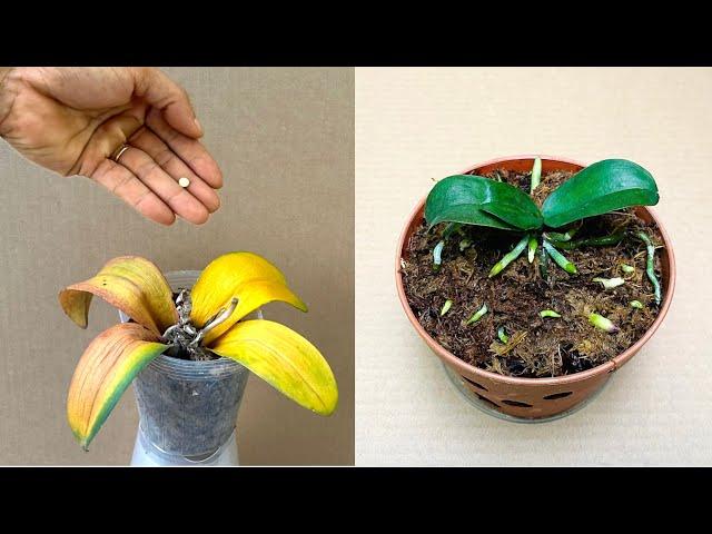 Just 1 Pill! The orchid will revive immediately and bloom all year round.