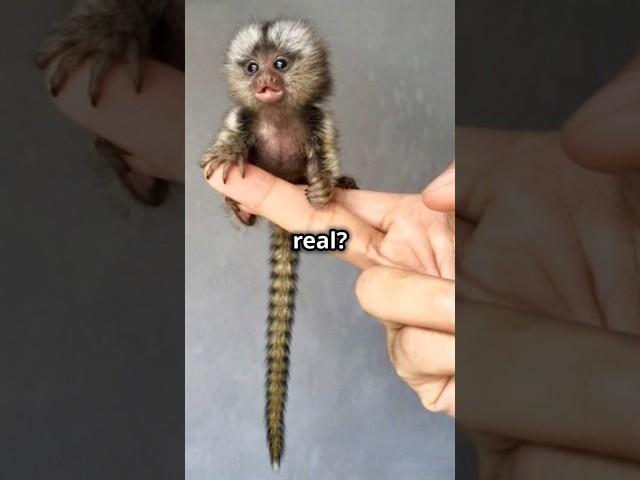 Meet the World’s Smallest Monkey  #shorts