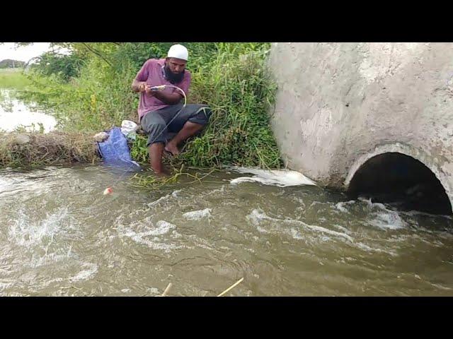 Amazing Fishing|| Abdul Sami fishing|Unique Fishing video|Awesome Fish catching||Village Fishing