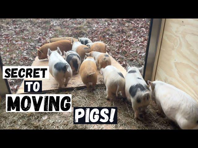 Fastest Way EVER to Move 13 Pigs Across the Farm!