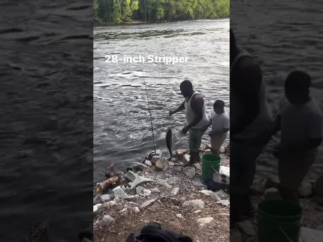 Big Catch- 28-inch Stripper! #columbiasc #fishing #fish