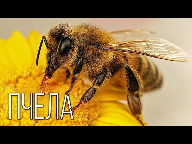 Bee: The Most Useful Insect for Humans | Interesting Facts About Bees