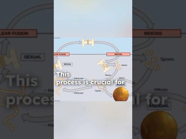 mitosis_and_meiosis_cell_division | #mitosis #meiosis #celldivision  #selflessacademy