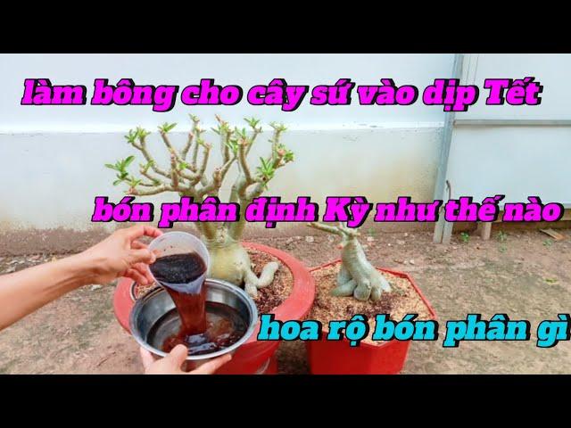 làm bông cho cây sứ vào dịp Tết bón phân định Kỳ như thế nào