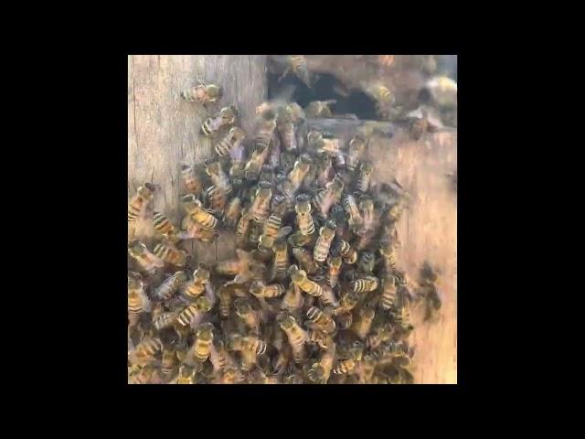 Two honeybee colonies at war. Usurpation