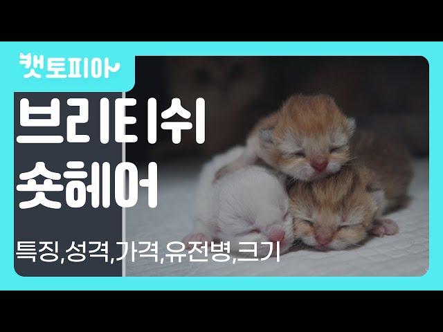 귀여운 브리티쉬 숏헤어 고양이 총정리