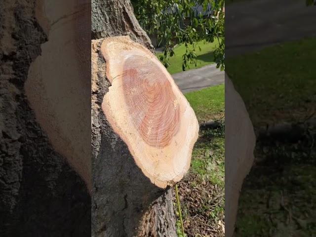 #wounds on #tree #heal completely with #time and #proper trimming. #climb