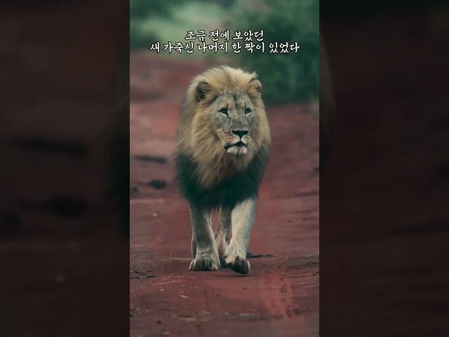 '소와 가죽신' 이야기 속 깨달음 #asmr #명언 #마음극복