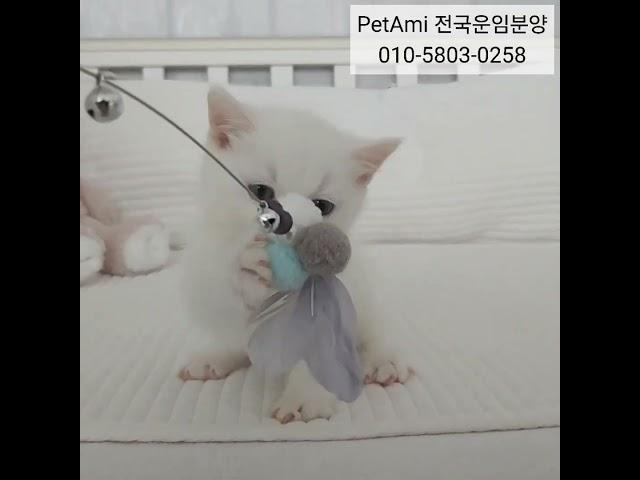 수원고양이분양 먼치킨분양