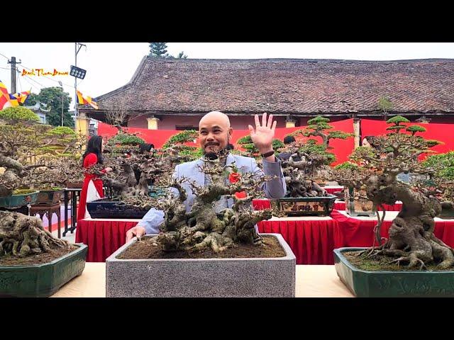 Giàn Bonsai bê tay trưng bày tại triển lãm Cây cảnh Đền Gin Nam Dương Nam trực