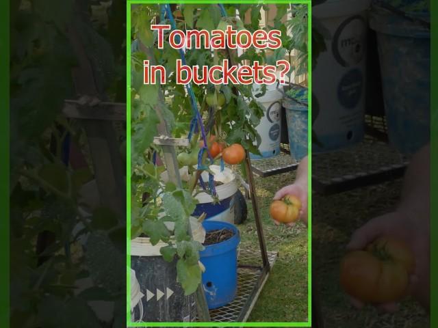 Tomatoes in buckets,