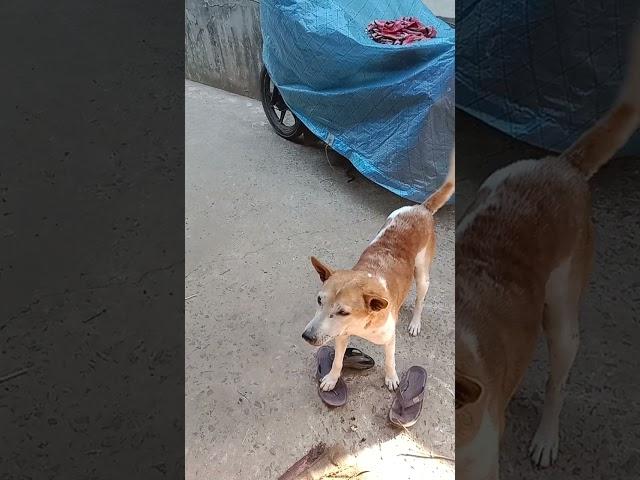 dog video 
