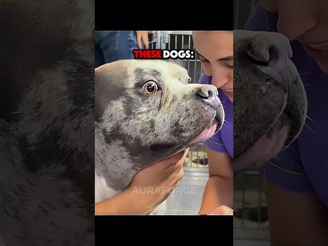 Last Dog Got Revenge | Other Dogs At The Vet
