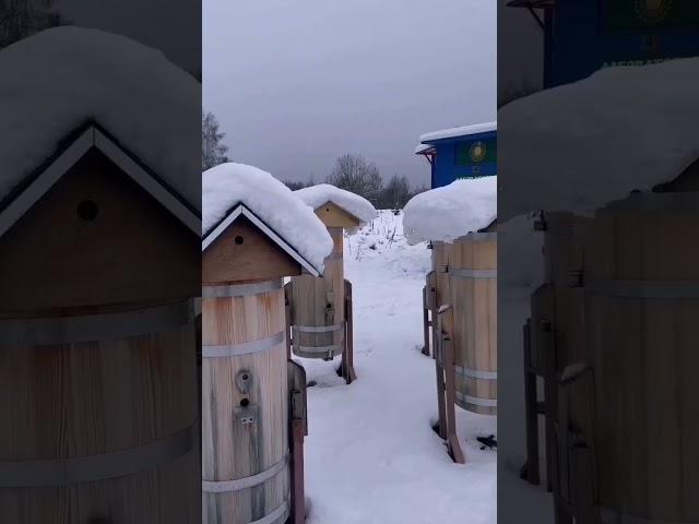 Хорошей зимовки!!! #зимовка #пасекаЖилиных #пасекаБерендей #пчелы #зима