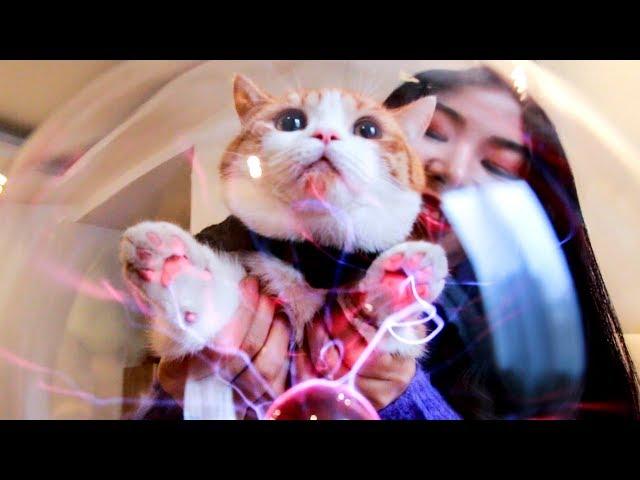 What would happen if Cats met A Plasma Ball? | SanHua Cat Live