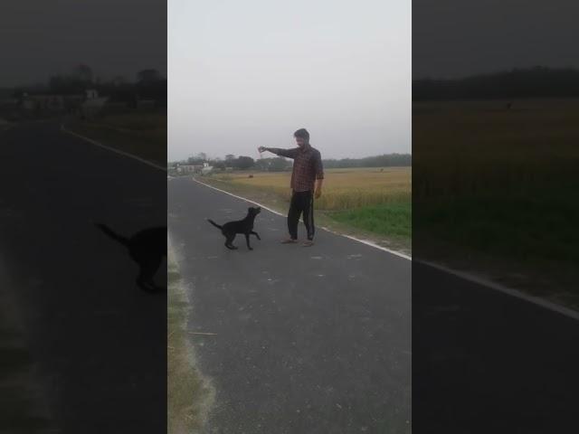 Dog training #shorts #dog #training #animals