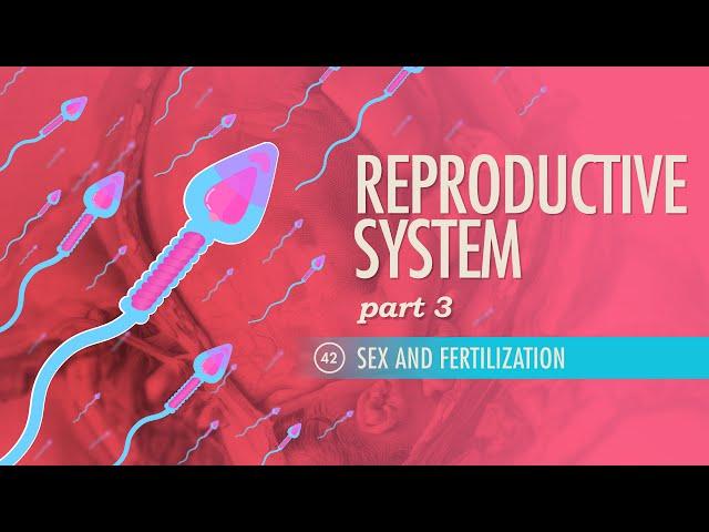 Reproductive System, Part 3 - Sex & Fertilization: Crash Course Anatomy & Physiology #42