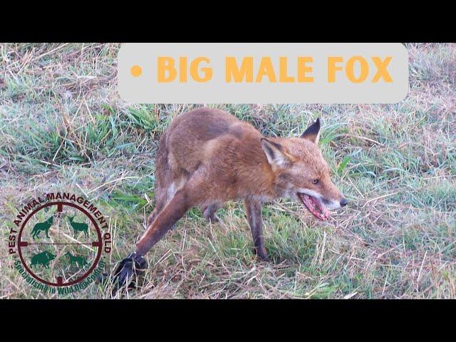 Trapping in Southeast Qld - Big Male Fox