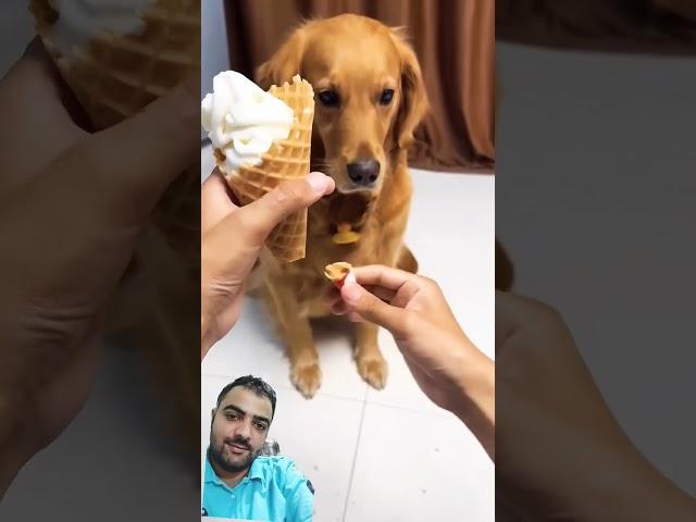Funny videos. #funny #dog #pets #cute #fyp