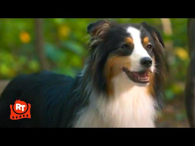 Strays (2023) - Maggie Finds The Scent Scene | Movieclips