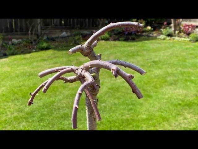 Cut Back After Bloom & Re-pot For Dwarf Hand Grafted Weeping Pussy Willow - April 16, 2022