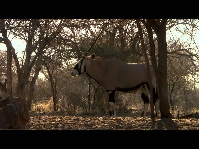 Will and Jimmy Primos Hunting African Game Part 2