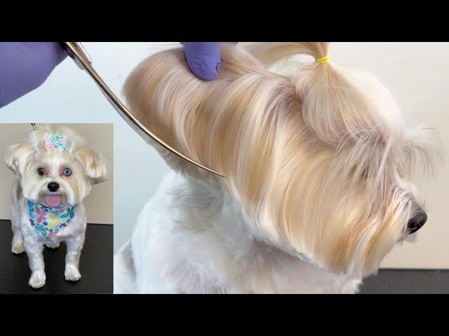 YORKIE MIX GROOMING TIPS STEP BY STEP - Professional Dog Groomer Tutorial #yorkie #dogsalon