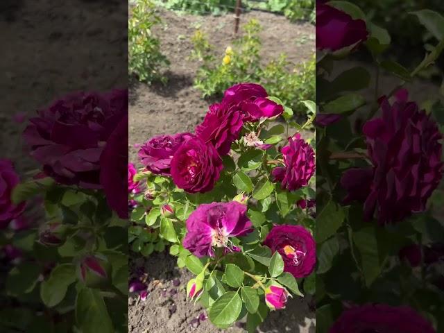 Милые розы #rose #весна #shortvideo #shorts #аннароз 