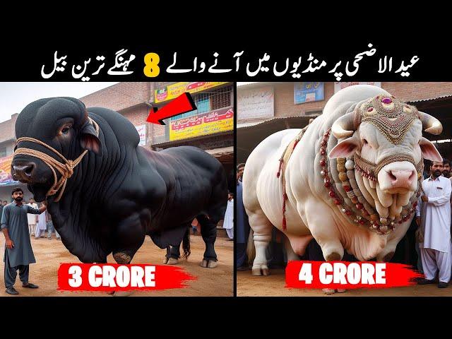 8 Most Expensive Qurbani Bulls in Pakistan