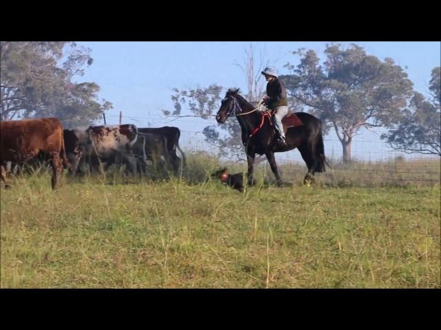 Gunna Ticky  National Working Stock Dog Futurity and Sale  Bill Haszard