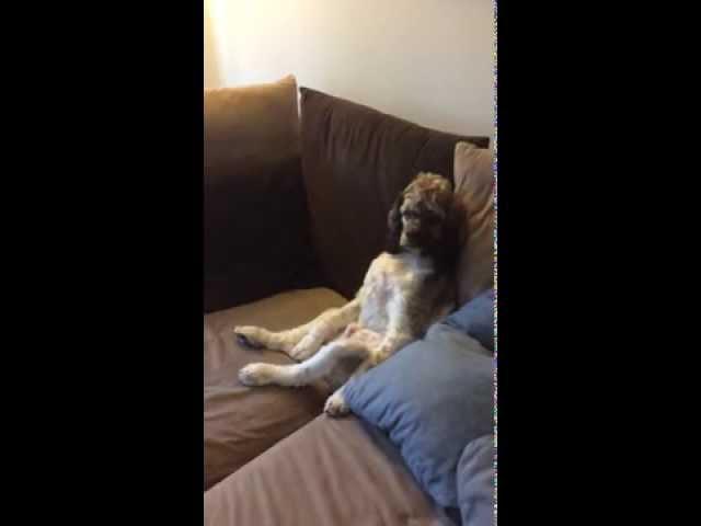 Dog watching Ellen Degeneres