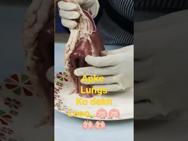 structure of lungs..