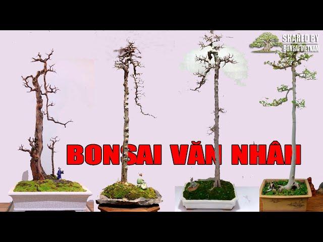 24 tác phẩm Bonsai dáng Văn Nhân tham khảo || 24 bonsai works of Literati bonsai style