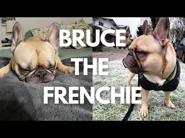 BRUCE | A day in the life of a Frenchie