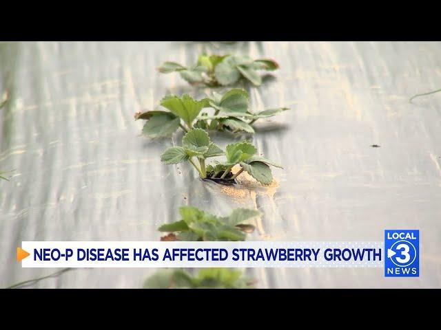 Neo-P disease is affecting local strawberry plants in the Tennessee Valley