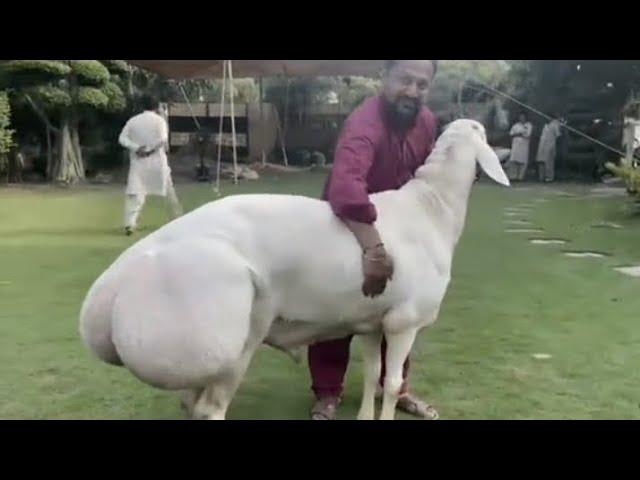 Big beast  fat tailed sheep↔ablak dumba