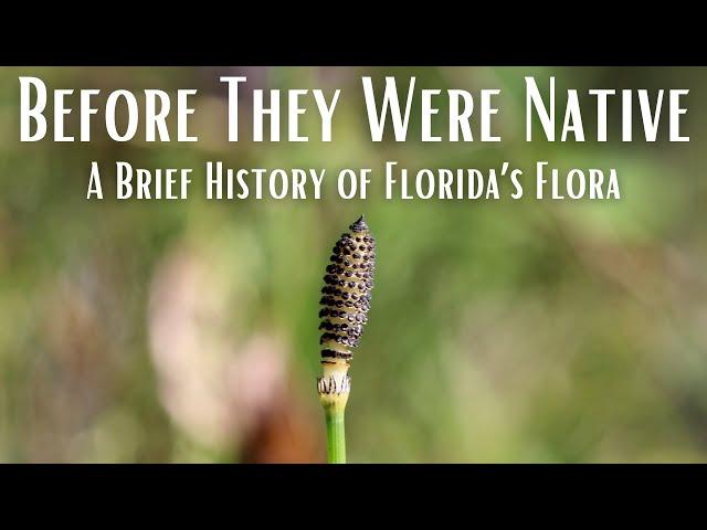 Before They Were Native – A Brief History of Florida’s Flora