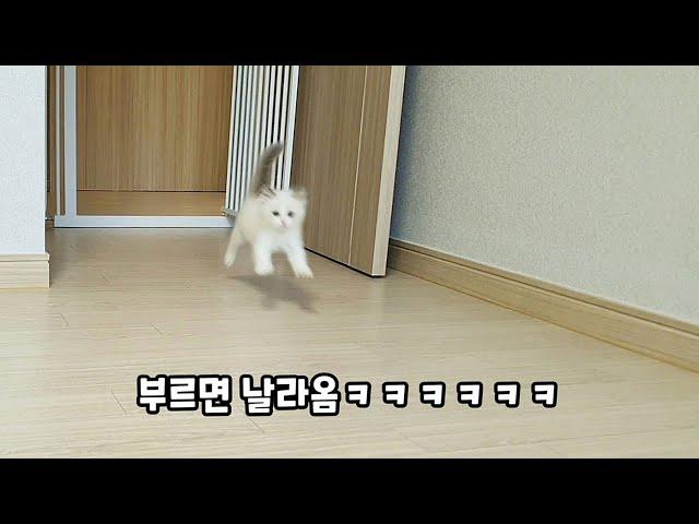 귀여운 아기고양이 한번에 몰아보기