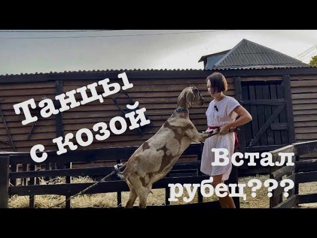 Атония. Встал рубец. Как помочь животному?