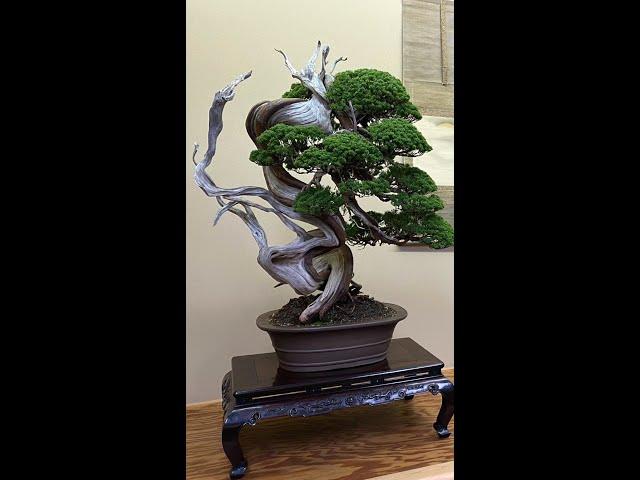 Shinji Suzuki's Bonsai garden #shorts #japan #japanese #bonsai