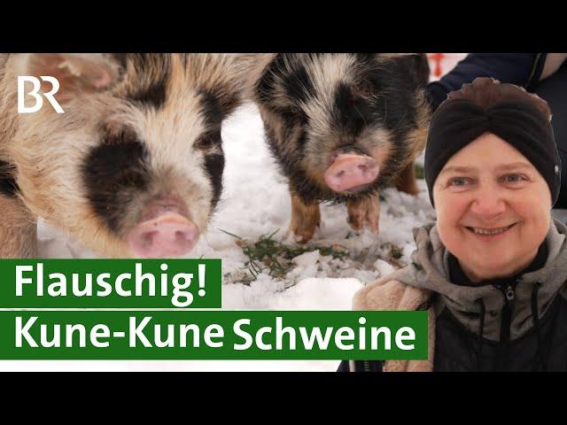 Fast ausgestorben! Alte Schweinerasse Kune-Kune durch Schweinezucht gerettet | Unser Land | BR